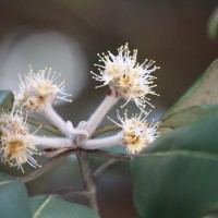 Syncarpia glomulifera (Sm.) Nied.